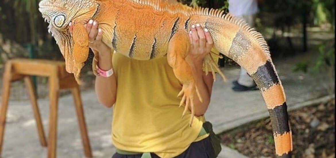 Young Attractive Woman Holding Wild Chameleon | Smile Virtual