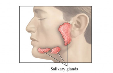 salivary-glands